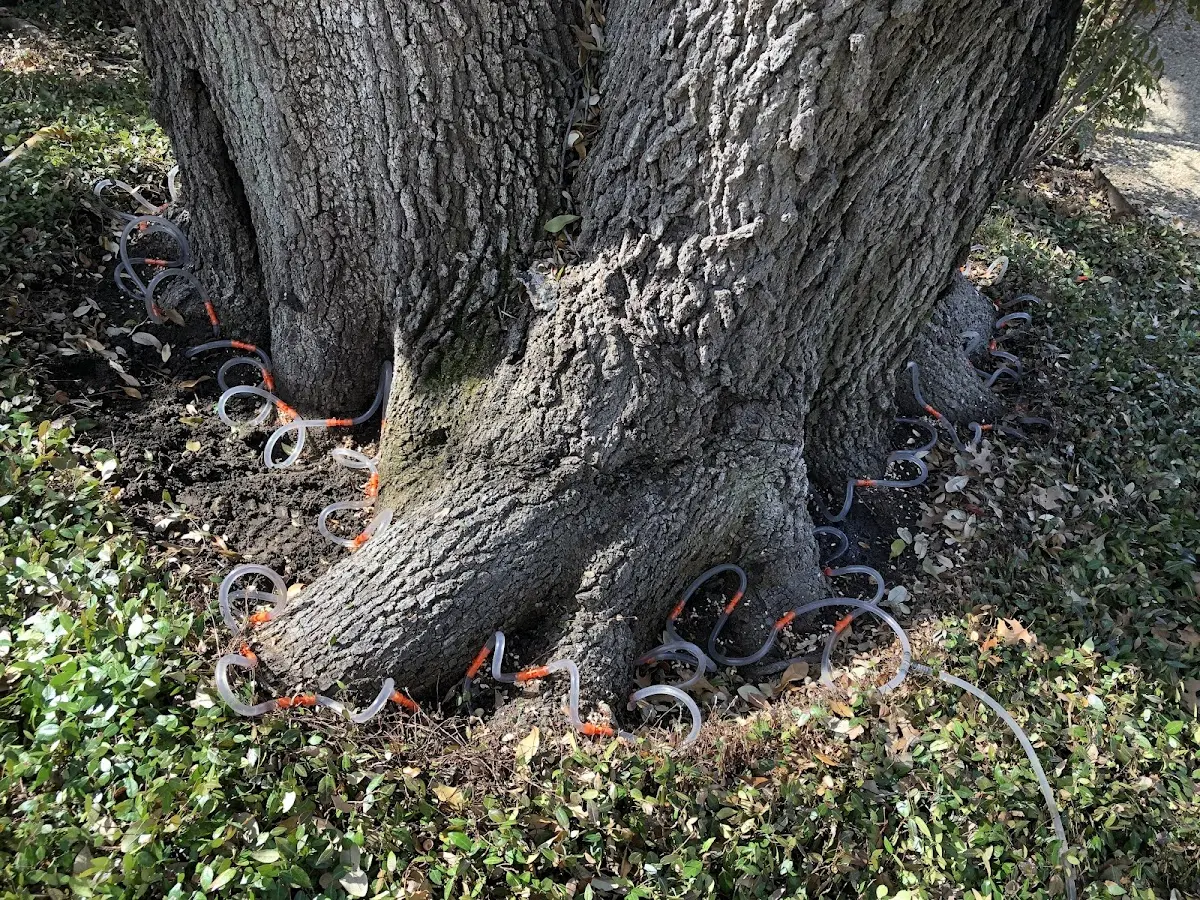 Detailed Tree Cabling and Bracing job site in Neodesha
