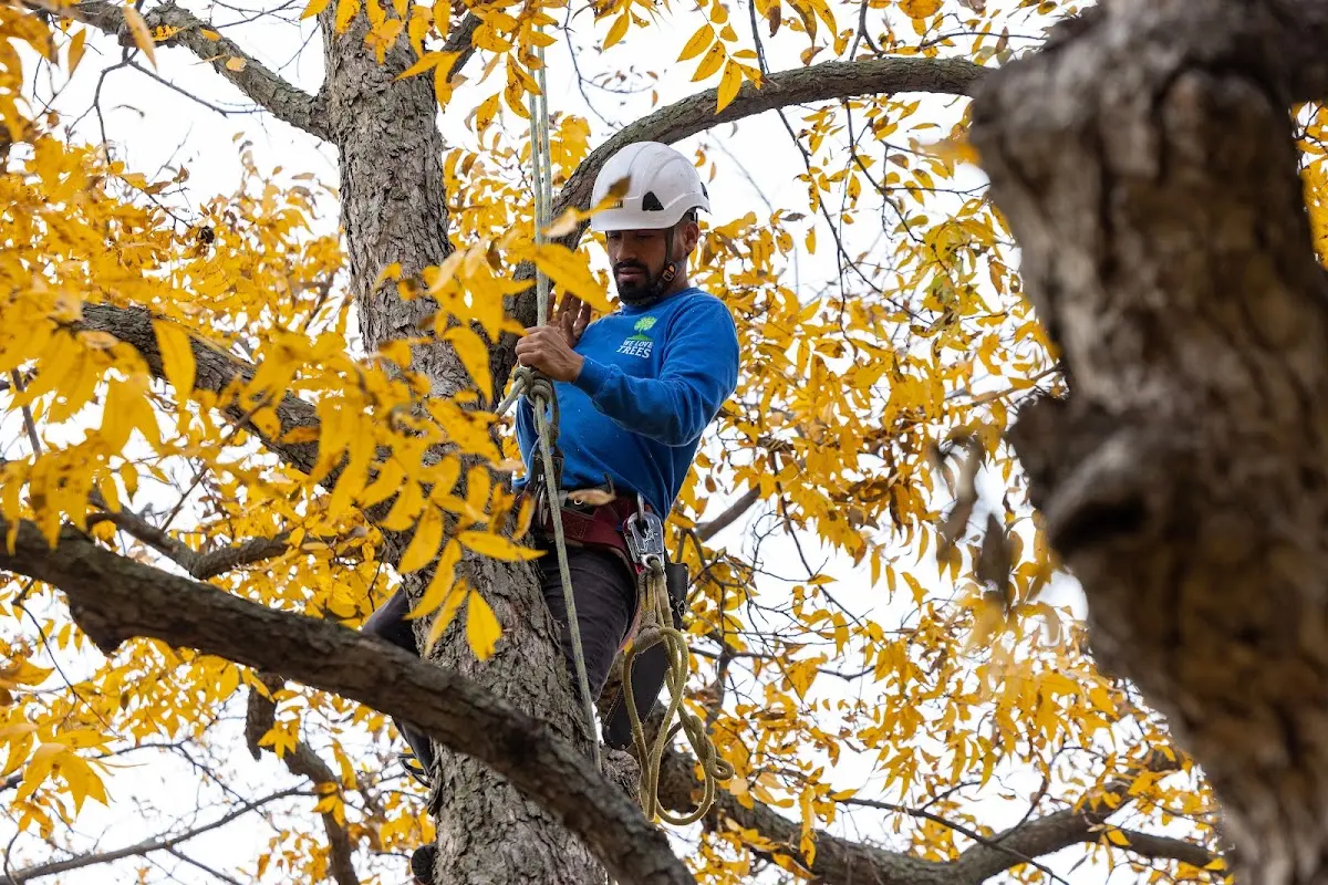 Skilled Tree Planing crew working in Neodesha